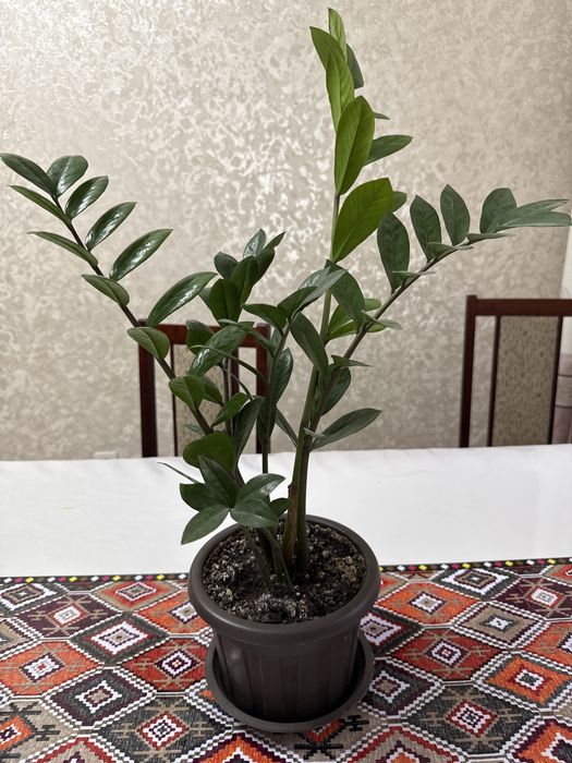 Комнатные цветы…