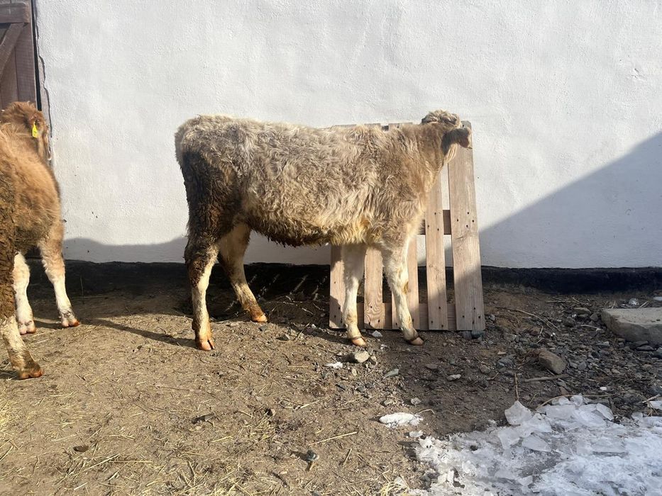 Тайынша он айлық