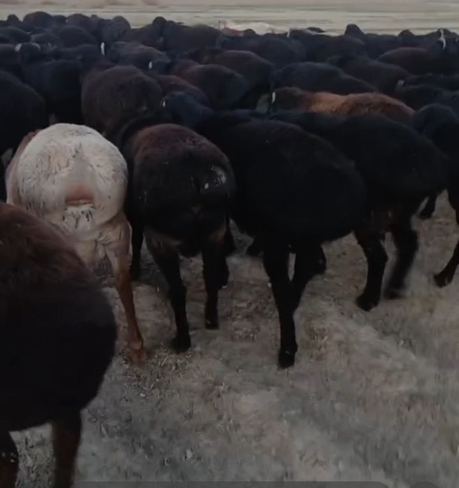 Qozoqi quzi quchqorlar