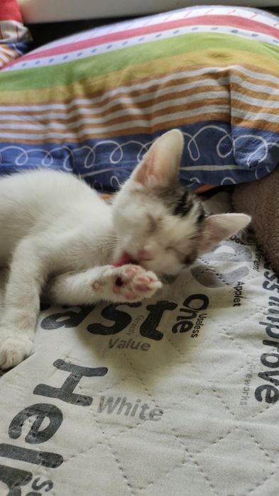 Котенок в хорошие руки.
