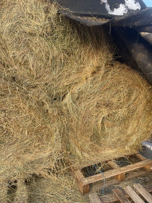 Vând baloți rotunzi de fan 125/125