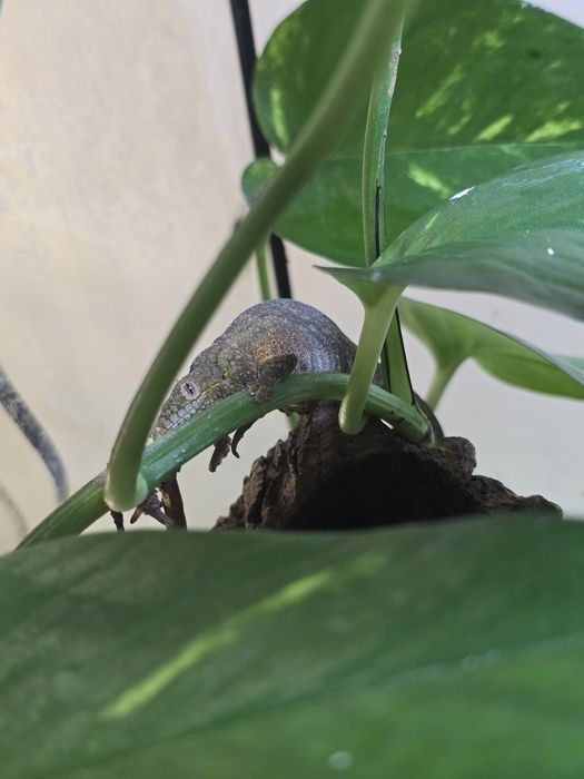 Chameleon gecko/ Eurodactylodes agricolae
