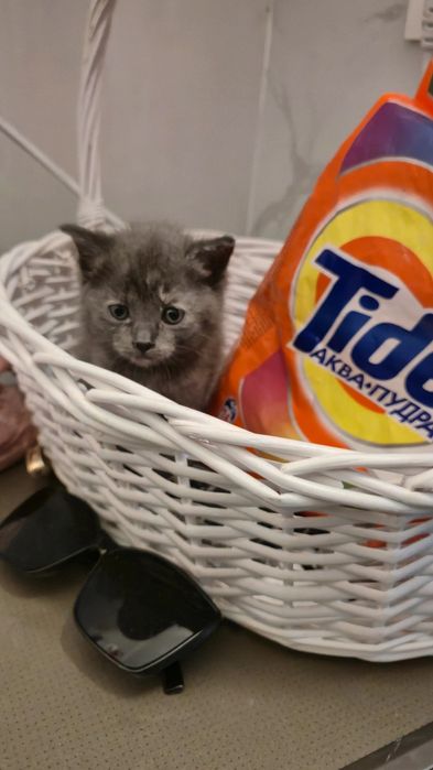 Котёнок помесь с британцем