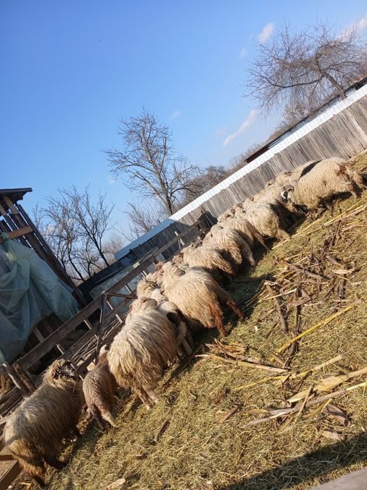 Vând 24 de oii adulte si un berbec si 21 de miei