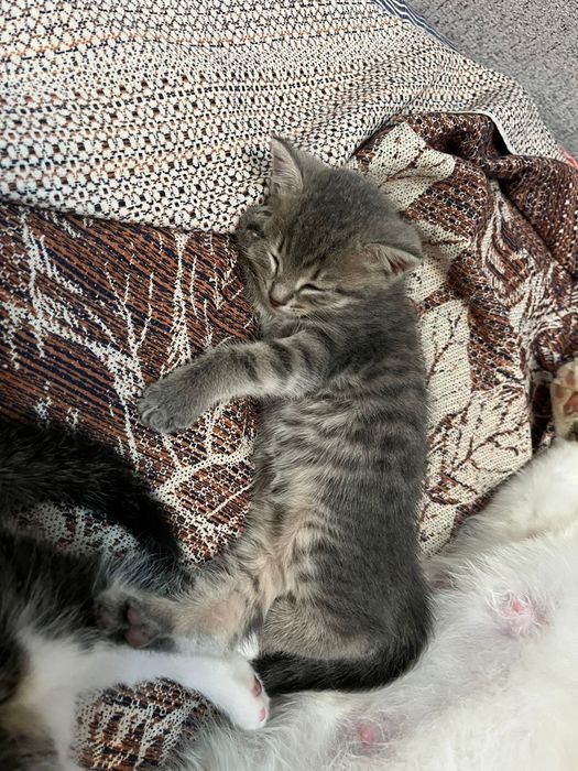 Отдам котёнка девочка