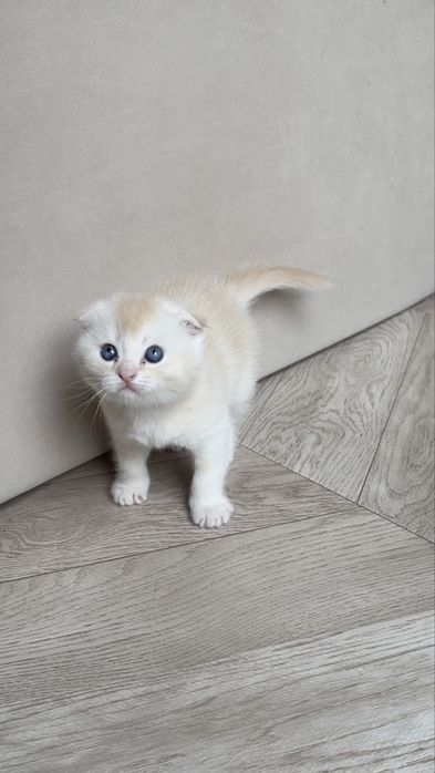 Продаются котята серебристые шиншиллы