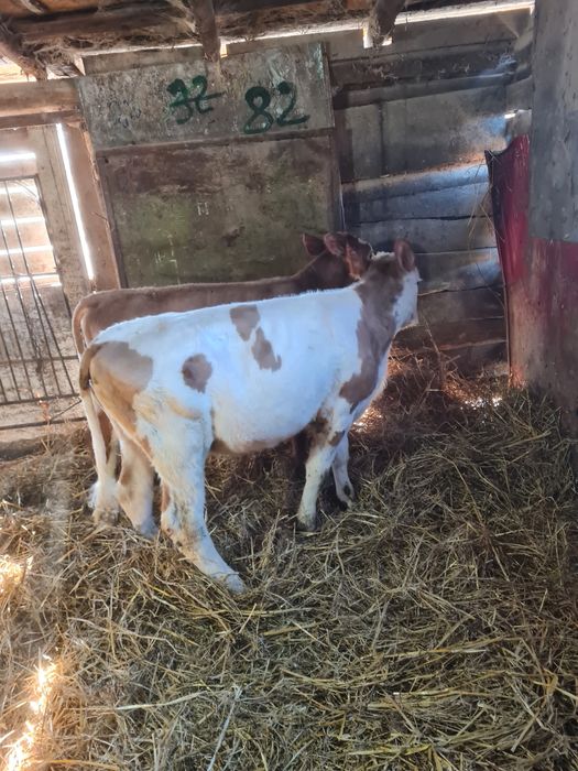 Vând vițele bălțate