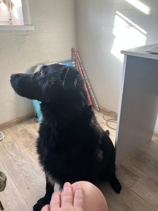 Животное собака,,