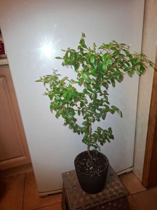 Великолепный Крупнолистный МИРТ - Мир и здоровье в вашем доме!