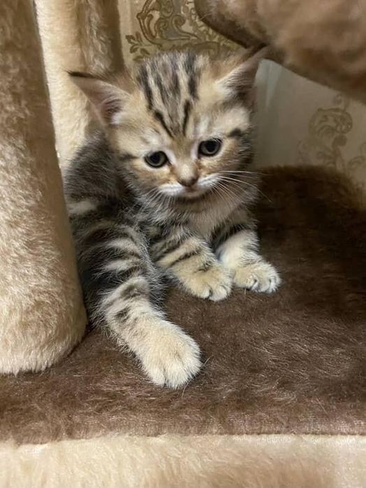 Вислоухие Шотландские котята