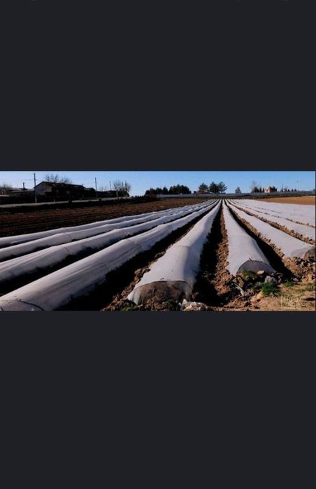 Salafan, paket, qulupnay, qovun, tarvuz, parnik uchun