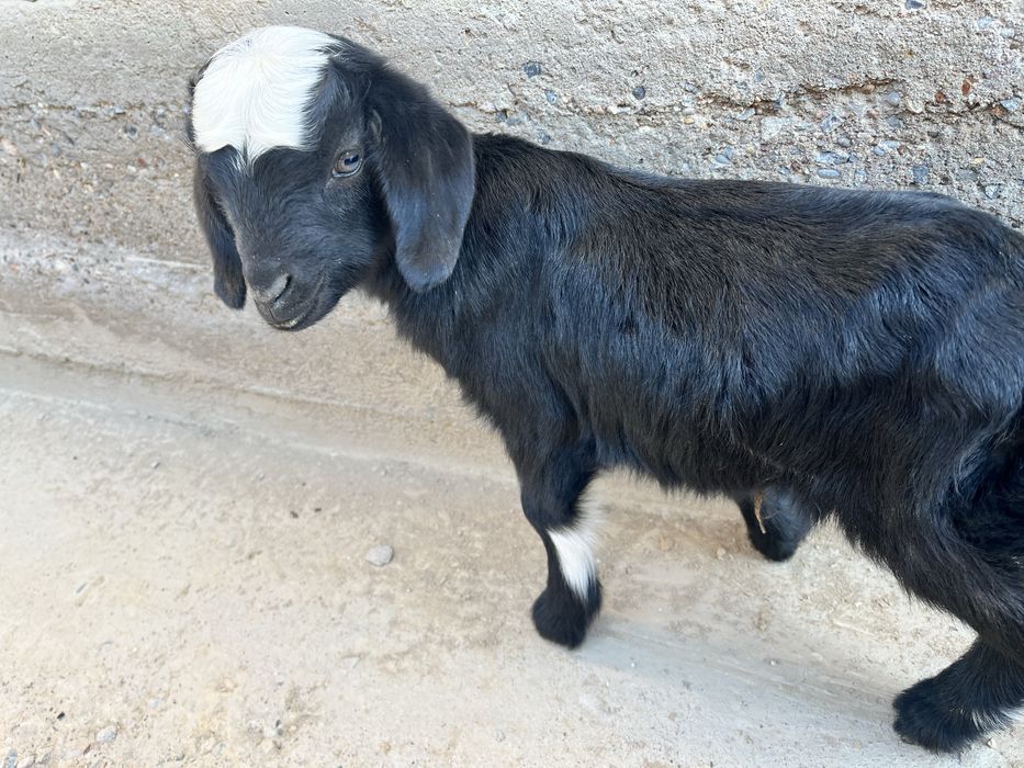 Сауын ешкі. Коза