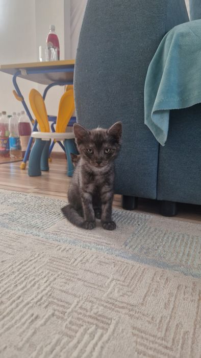 Отдам котят бесплатно