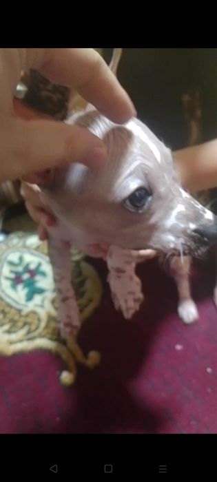 Продам собачку Лысая породу точно не знаю