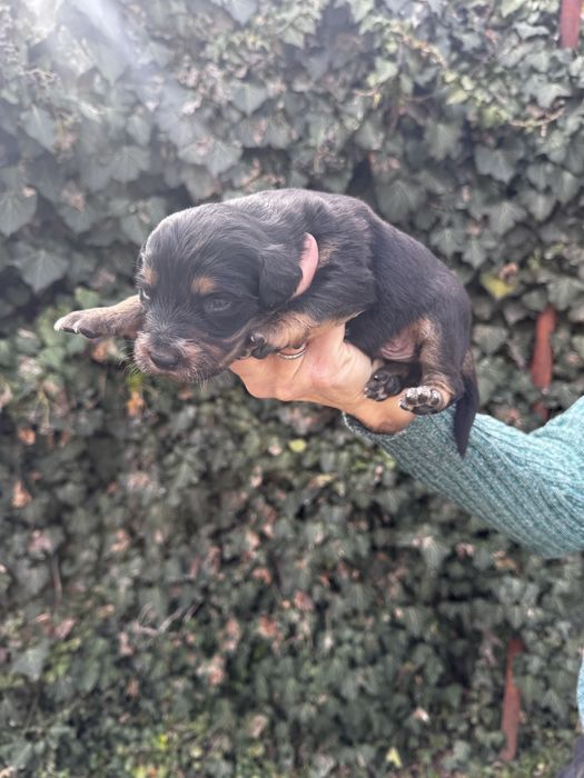 Отдам щенков в добрые руки.