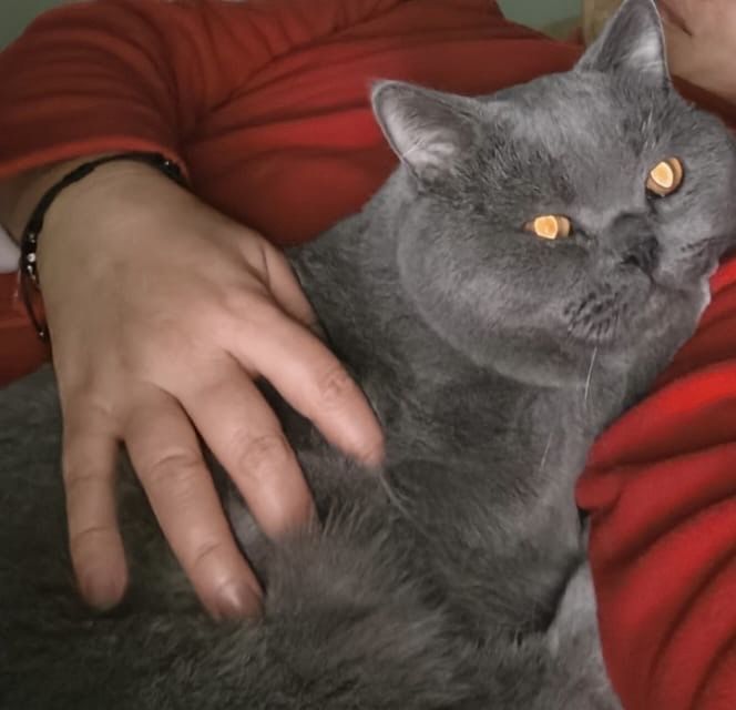 Британская кошка