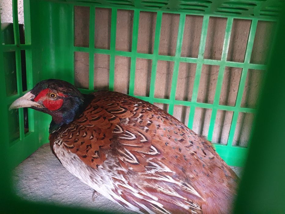 Fazan. Zotdor tustovuq