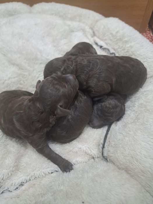 Той пудел шоколад