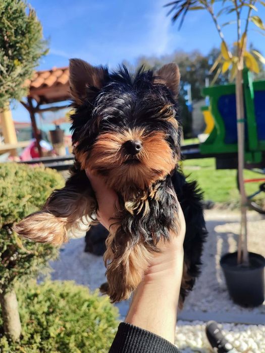 Йоркширски териер-йорки