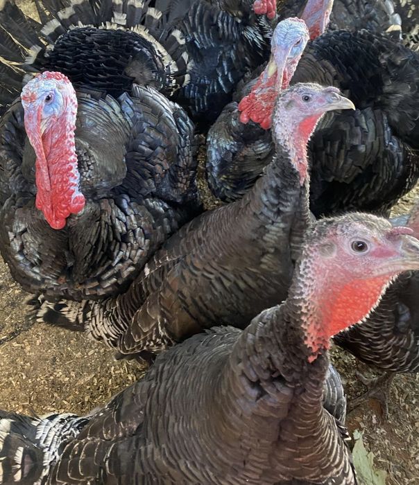 Vând curci și curcani