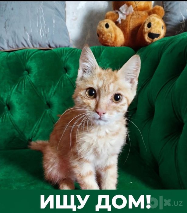 В добрые руки котенок
