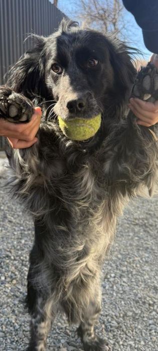 Продам щенка спаниеля