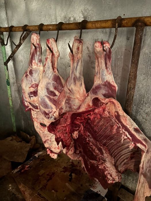 Продам мясо говядины!! Мололняк 2 годовалый