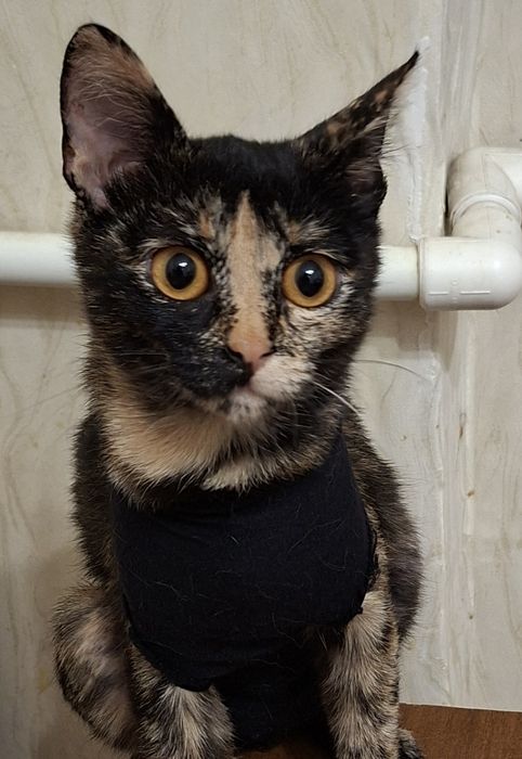 Ищет дом маленькое счастье ..Стерелизована