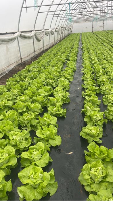 Salata verde mafalda