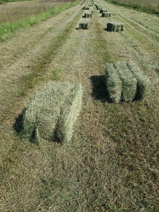FÂN / OTAVĂ- baloți dreptunghiulari
