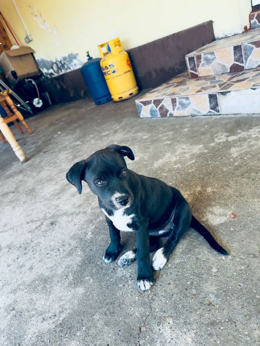 Donez catelusa metis amstaff