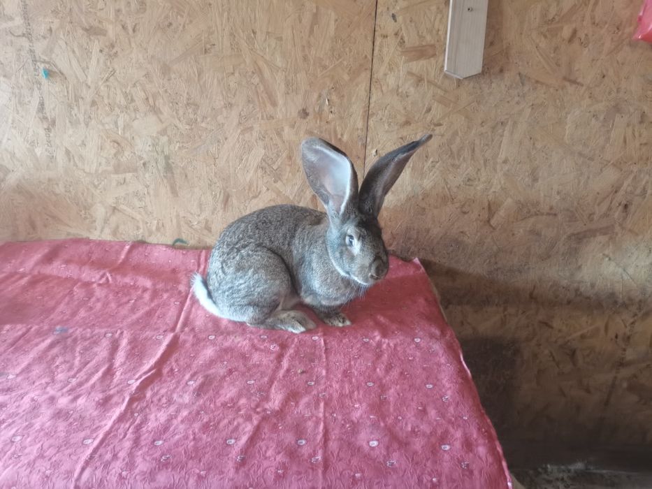 Femela urias german gri  montată