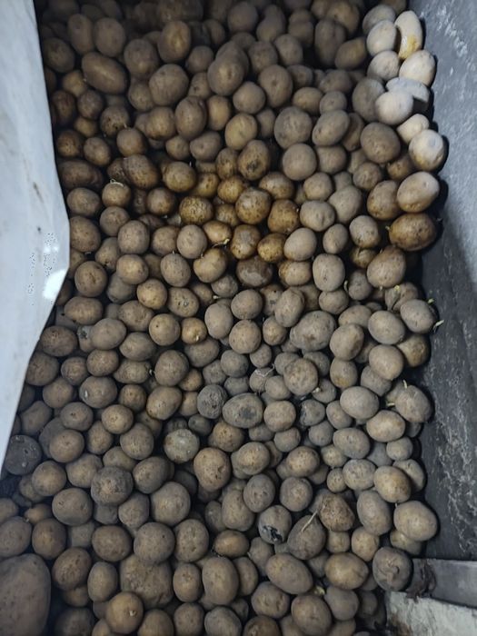 Картофель домашний.