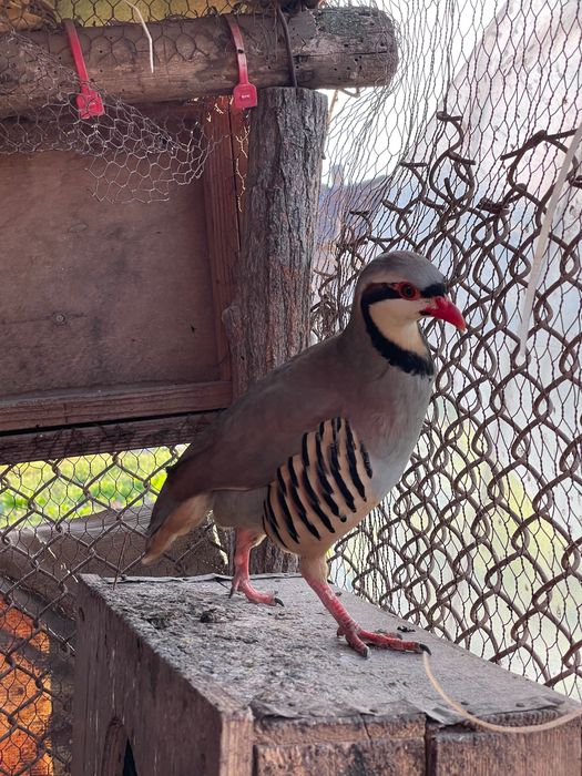 Свободен мъжки кеклик