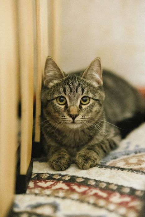 Котенок мальчик ищет дом