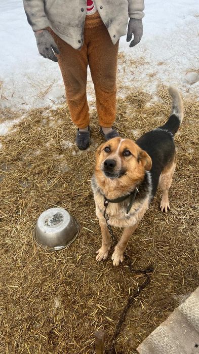 Срочно отдам в добрые руки