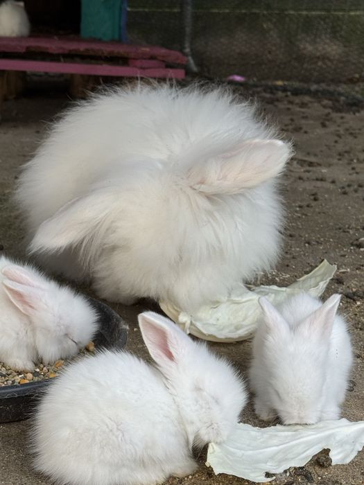 Iepurasi Angora albi cu ochi albastrii