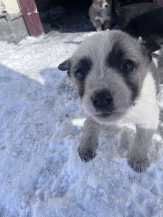 Отдам Щенят добрые руки