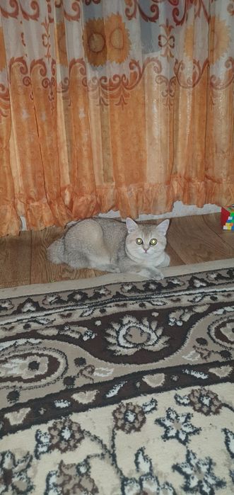 Британской шиншилла беремино 2 года девочка продам