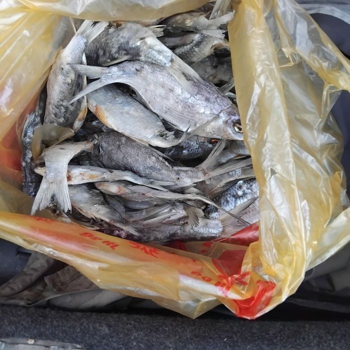 Продам рыбу  вяленую