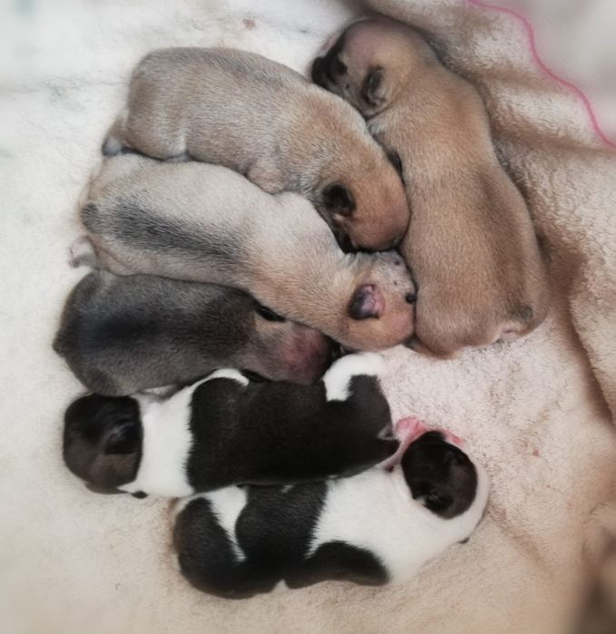 Продам щенков французского бульдога.