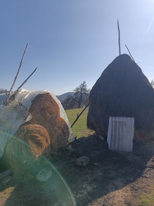 Vând 6 baloți  de lucernă și o claie