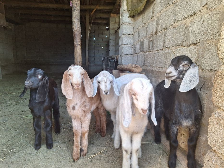 Текелер оптымм свтылады