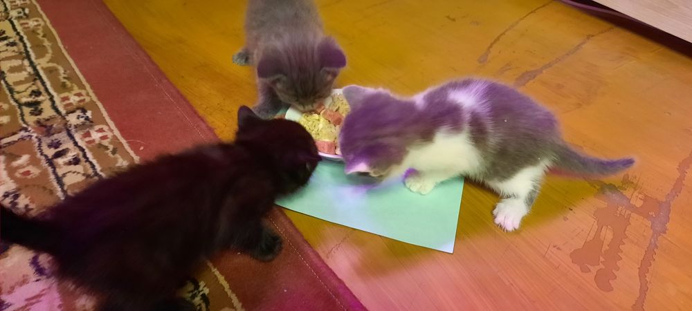 Продам милых котят.