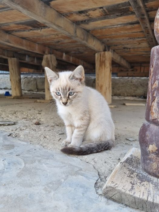 3 месячные котята