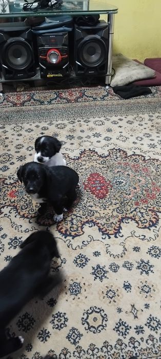 Отдам Щенки даром