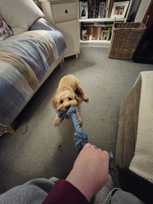 Pet Sitter Bucuresti