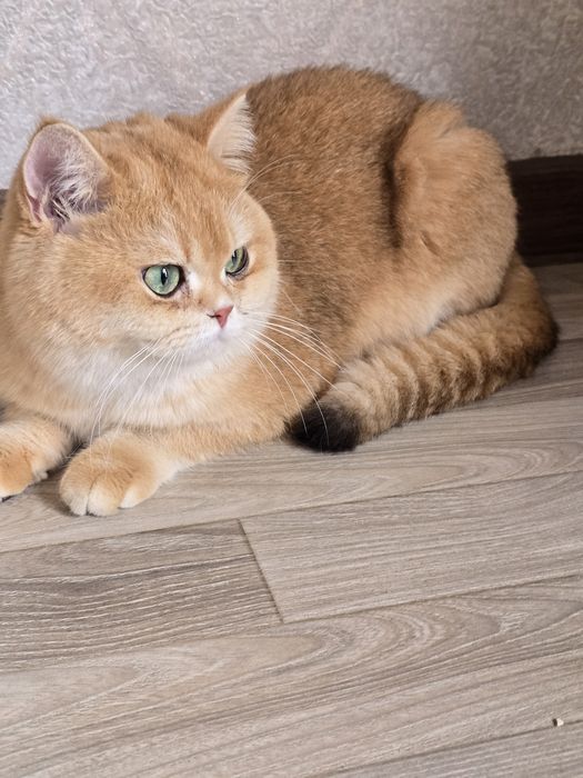 вязка с котом BRI-12