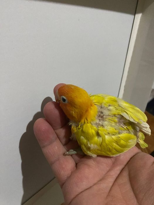 Ручной неразлучник залатистий попугай