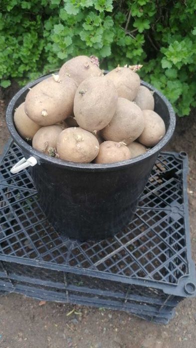 Картошка  Гала 5л-1500т